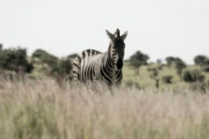 zebra illusztráció/pexels